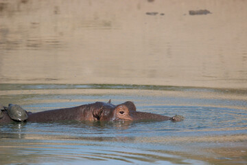 Hippopotamus with Serrated Hinged Terrapin on its back, Kruger National Park, South Africa