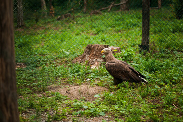 Griffon on a green background in the forest