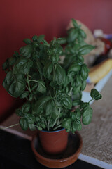 basil plant in the pot