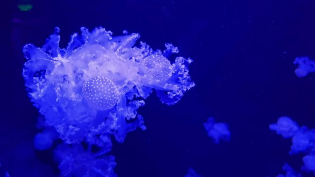 Jellyfish swimming shot on side view 4k footage.