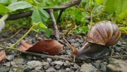 Animal natural background of a small snail next to dry leaf in the garden