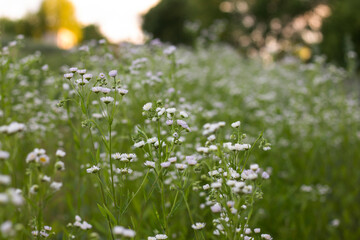 flowers in the grass