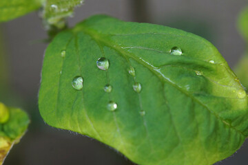 黒豆（丹波黒）　苗の葉アップ画像　6月