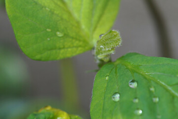 黒豆（丹波黒）　苗の葉アップ画像　6月