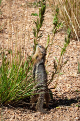 Chipmunk Breakfast