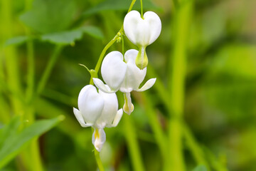 Dicentra spectabilis Alba flowers white