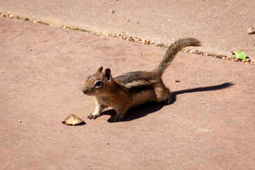 Colorado Chipmunk
