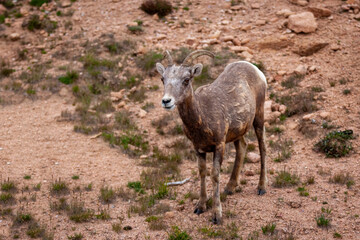 Colorado Big Horn Sheep