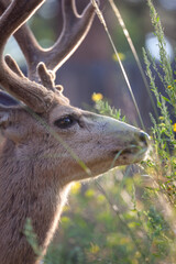 Deer in Morning Light