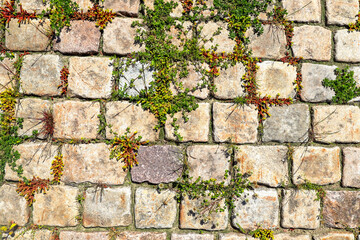 Grass grows through cobblestone paved road