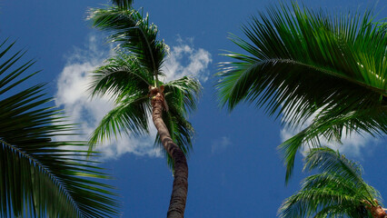 Fototapeta na wymiar Palm branches against the blue sky , the nature of a tropical island, the bright sun on the seashore