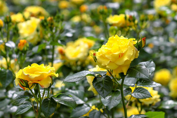 Yellow roses bloom in a flower bed. Summer
