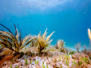 Fototapeta na wymiar underwater view of coral reef in ocean