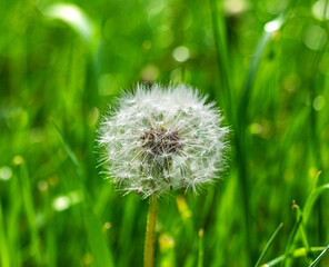 white fluffy dandelion on the background of variegated grasses. High quality photo