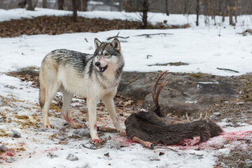 Grey Wolf (Canis lupus) Stands Mouth Open Over Remains of Deer Winter
