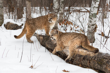 Female Cougars (Puma concolor) Together at Log Look Left Winter - 513064278