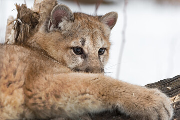 Female Cougar (Puma concolor) Lounges Looking Over Paw Winter