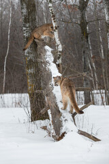 Fototapeta premium Female Cougars (Puma concolor) Play on Fallen Tree Trunk Winter