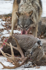 Grey Wolf (Canis lupus) With Blood Soaked Nose and White Tail Deer Carcass Winter