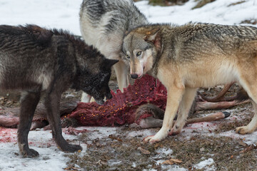 Grey Wolves (Canis lupus) Face Off Near Remains of Deer Carcass Winter