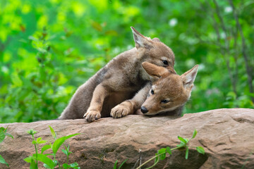 Coyote Pup (Canis latrans) Grabs at Sibling on Rock Summer