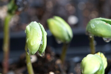 黒大豆（丹波黒）　発芽　少し伸びた　6月