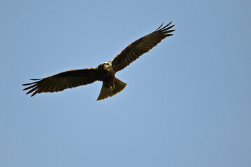 Rohrweihe // Western Marsh-Harrier (Circus aeruginosus) 