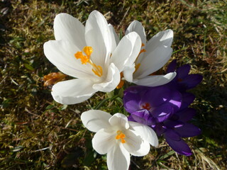 white crocus flowers