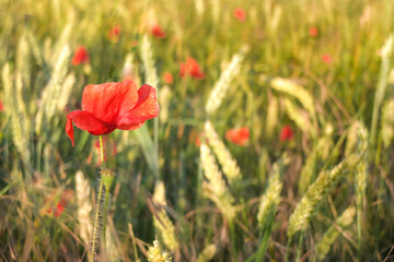 coquelicot