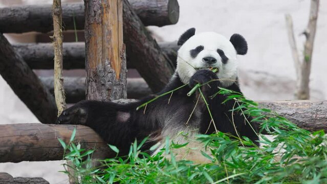 Cute Panda eating bamboo stems. Giant Panda eats the green shoots of bamboo. Close-up shot. 4K slow motion 120 fps video
