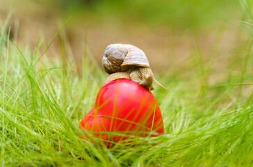 The snail crawls over the heart. The heart lies in the grass.