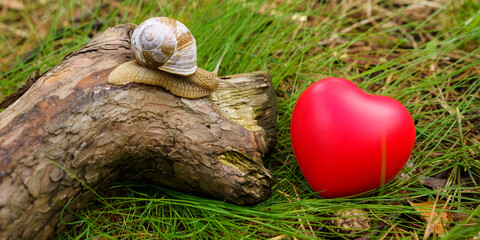 The snail crawls from the tree to the heart, which lies in the grass. © Dzmitry