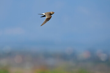 Rotflügel-Brachschwalbe // Collared Pratincole (Glareola pratincola)