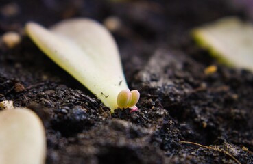 Sprouted succulent leaf. Echeveria.
