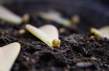Sprouted succulent leaf. Echeveria.
