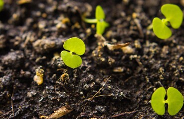 Little sprout Coleus. Young sazhinets.