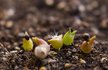 Small cacti from seeds.