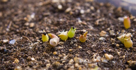 Small cacti from seeds.