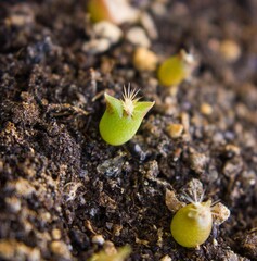 Small cacti from seeds.