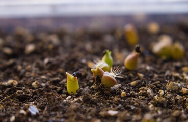 Small cacti from seeds.
