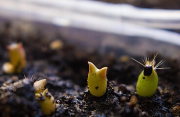 Small cacti from seeds.