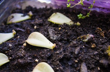 Sprouted succulent leaf. Echeveria.
