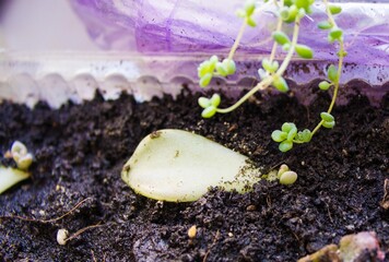 Sprouted succulent leaf. Echeveria.