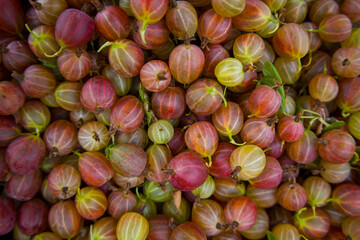 Many ripe gooseberries. Summer berries.
