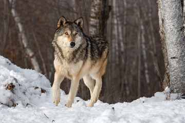 Grey Wolf (Canis lupus) Walks Between Snow Pile and Trees Winter