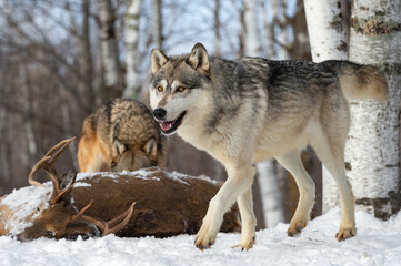 Obraz premium Grey Wolf (Canis lupus) Trots Past White-Tail Deer Carcass and Packmate Winter