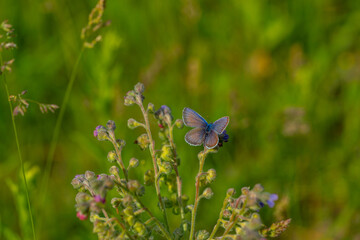 The common blue butterfly (Polyommatus icarus) is a butterfly in the family Lycaenidae and subfamily Polyommatinae. Agriculture concept