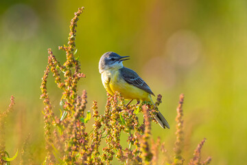 Closeup of a male western yellow wagtail bird Motacilla flava singing