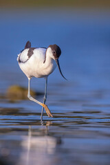 Pied Avocet, Recurvirostra avosetta; parent and chick foraging