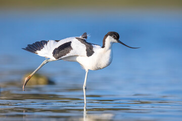 Pied Avocet, Recurvirostra avosetta; parent and chick foraging